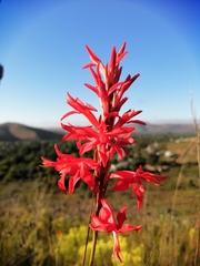 Tritoniopsis triticea