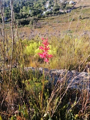 Tritoniopsis triticea