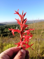 Tritoniopsis triticea