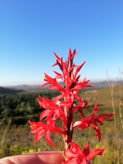 Tritoniopsis triticea