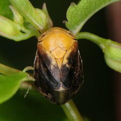 Clastoptera achatina