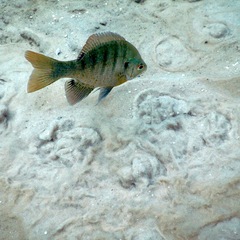 Lepomis macrochirus purpurascens