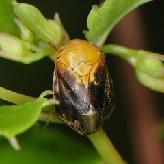 Clastoptera achatina