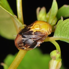 Clastoptera achatina