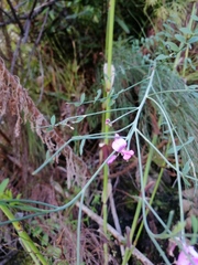 Indigofera filifolia