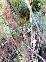 Indigofera filifolia