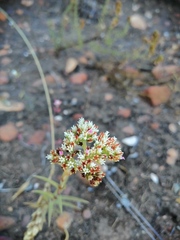 Crassula subulata