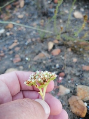Crassula subulata