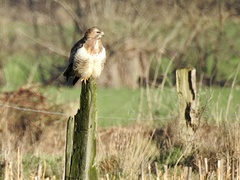 Buteo buteo
