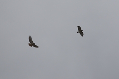 Buteo jamaicensis