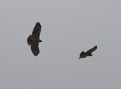 Buteo jamaicensis