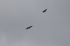 Buteo jamaicensis