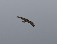 Buteo jamaicensis
