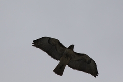 Buteo jamaicensis