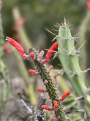 Cleistocactus baumannii