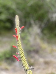 Cleistocactus baumannii