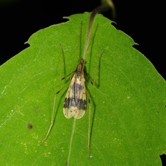 Erioptera venusta