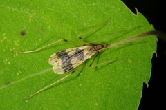 Erioptera venusta