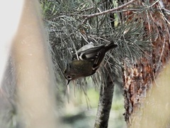 Regulus regulus