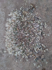 Gomphrenoideae