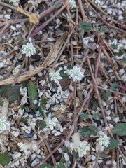 Gomphrenoideae