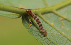 Hydriomena impluviata