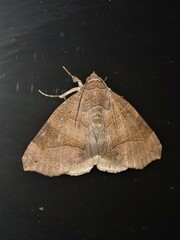 Bastilla hamatilis