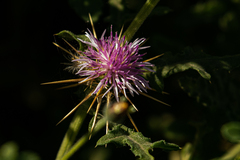Centaurea perrottettii image