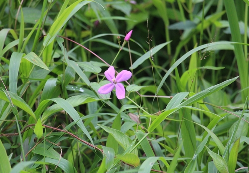 Arthrostemma ciliatum (Arthrostemma ciliatum)