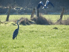 Ardea cinerea
