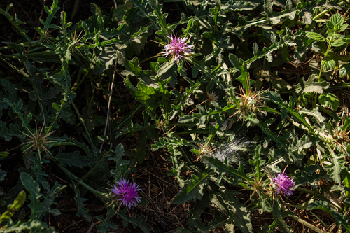 Centaurea image