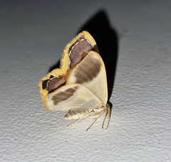 Plutodes subcaudata