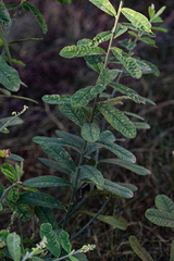 Crotalaria retusa