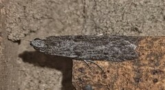 Cryptoblabes hemigypsa