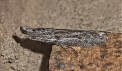 Cryptoblabes hemigypsa