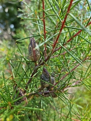 Hakea propinqua
