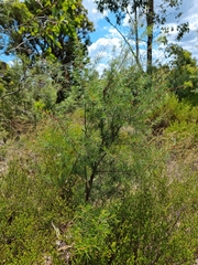 Hakea propinqua