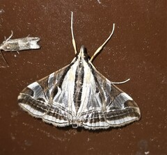 Agrioglypta excelsalis