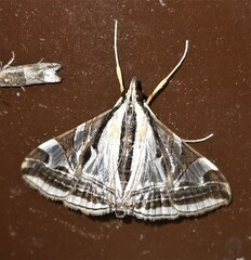 Agrioglypta excelsalis