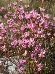 Erica inflata