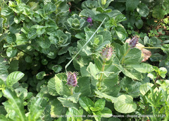 Coleus amboinicus