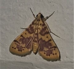 Conogethes haemactalis