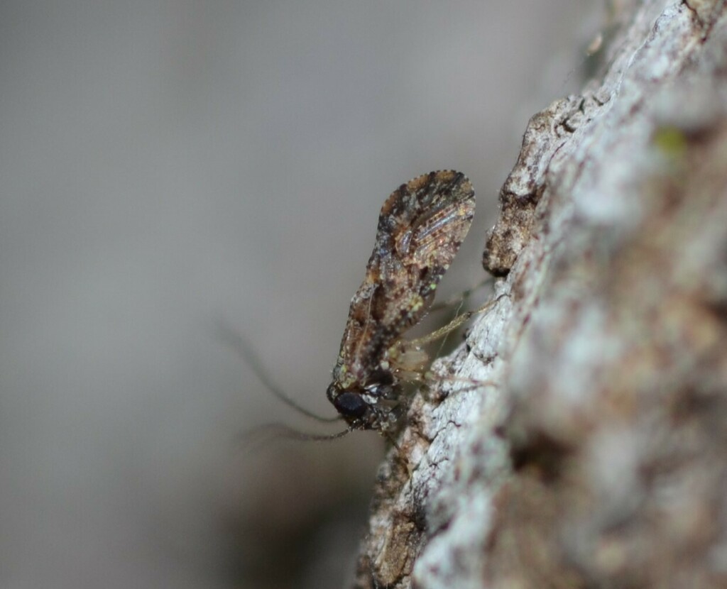 Myopsocus antillanus