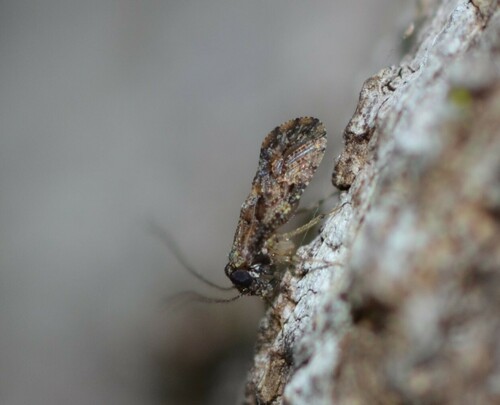 Myopsocus antillanus