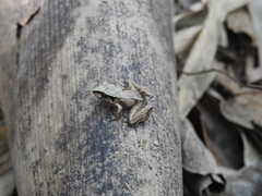 Ischnocnema henselii