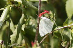 Phoebis neocypris