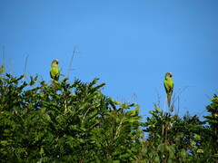 Eupsittula aurea
