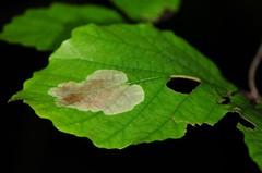 Cameraria hamameliella