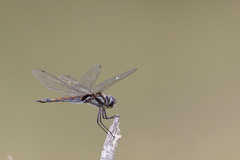 Tramea cophysa