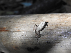 Ischnocnema henselii